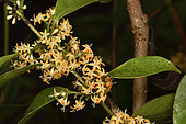 Danais (Danais ligustrifolia) Inforescence of the yellow liana in forest, Andasibe (Périnet), madagascar