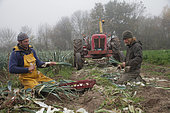 Leek harvest at an organic market gardener "Légum'envie", Varennes sur Loire, Maine-et-Loire, France