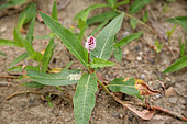 Amphibious bistort (Polygonum amphibium) in bloom, France