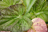 Mustard Leaves (Sinapis alba), France