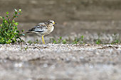Stone-curlew (Burhinus oedicnemus) on a beach on the Loire towards Pouilly-sur-Loire, Loire Valley, France
