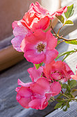 Tree Rose Douceur Normande, Rosa 'Douceur Normande', Breeder: Meilland (FRA) 1993, flowers
