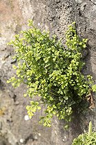 Wall-rue (Asplenium ruta-muraria) on wall
