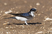 Common House Martin (Delichon urbicum meridionale), side view of an adult collecting mud for the nest, Abruzzo, Italy