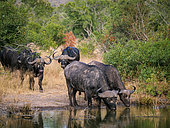 African buffalo or Cape buffalo (Syncerus caffer) herd at waterhole. Mpumalanga. South Africa.