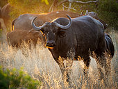 African buffalo or Cape buffalo (Syncerus caffer) in glorious afternoon light. Mpumalanga. South Africa.