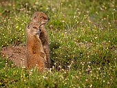 Yellow mongoose (Cynictis penicillata), or red meerkat or mierkat. Eastern Cape. South Africa