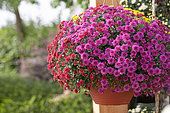 Hanging basket with Chrysanthemum 'Garden Mum'