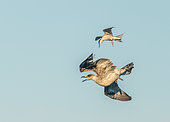 Sterne pierregarin (Sterna hirundo) et Goéland argenté (Larus argentatus) se battant en vol, Bretagne, France