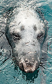 Grey seal (Halichoerus grypus), curious adult in the water, Noss Island, Shetlands