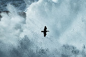 Crested Cormorant (Phalacrocorax aristotelis) flying in the fury of the waves on a stormy day, France