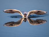 Black-headed Gull (Chroicocephalus ridibundus) landing on the water with its reflection, France