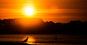 Goéland argenté (Larus argentatus ) criant sur le littoral au lever du soleil, Bretagne, France