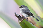 African Dusky Flycatcher (Muscicapa adusta), adult standing on Aloe plant, Western Cape, South Africa