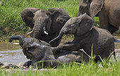 African Elephant (Loxodonta africana) juveniles playing in river, Tarangire National Park, Tanzania.