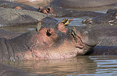 Hippopotamus (Hippopotamus amphibius) with Red-billed Oxpeckers (Buphagus erythrorhynchus), Serengeti National Park, Tanzania.