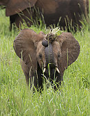 African Elephant (Loxodonta africana) young feeding, Tarangire National Park, Tanzania.