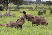 African Elephant (Loxodonta africana) young playing, Tarangire National Park, Tanzania.