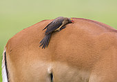 Red-billed Oxpecker (Buphagus erythrorhynchus) on the back of an Impala looking for parasites, Ndutu, Ngorongoro Conservation Area, southern Serengeti, Tanzania.