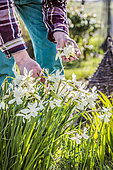 Gardener removing the wilted flowers of Narcissus (Narcissus triandrus) 'Thalia' in March.