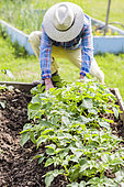 Character in a small vegetable garden in squares, in spring, with potatoes in the foreground