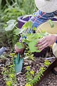Gardener planting hollyhocks (Alcea sp) in spring.