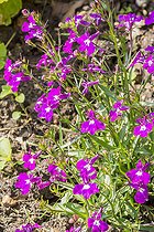 Edging Lobelia, Regatta Sky Rose Lobelia, flowers
