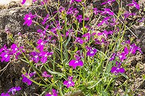 Edging Lobelia, Regatta Sky Rose Lobelia, flowers