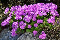 Hairy primrose (Primula hirsuta) on siliceous rocks with little sunlight, Pyrenees, France