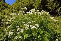 Sweet cicely (Myrrhis odorata) in damp woods, megaphorbiae, Pyrenees, France