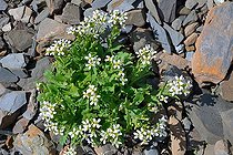 Alpine Rock-cress (Arabis alpina) on limestone rocks and scree, Pyrenees, France