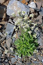 Alpine Rock-cress (Arabis alpina) on limestone rocks and scree, Pyrenees, France