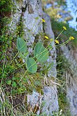 Poisonous Buttercup (Ranunculus thora) on rocky lawns on limestone, Pyrenees, France