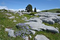 Globe daisy (Globularia repens) on sunny rocks and limestone scree, Pyrenees, France