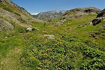 Yellow marsh marigold (Caltha palustris) in a high altitude swamp, Pyrenees, France.