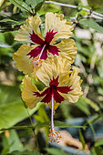 Chinese ibiscus (Hibiscus rosa-sinensis) 'Sylvia Goodman'