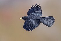 Alpine Chough (Pyrrhocorax graculus), adult in flight seen from above, Trentino-Alto Adige, Italy