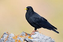 Alpine Chough (Pyrrhocorax graculus), side view of an adult standing on a rock, Trentino-Alto Adige, Italy