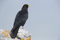 Alpine Chough (Pyrrhocorax graculus), adult standing on a rock, Trentino-Alto Adige, Italy