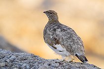 Rock Ptarmigan (Lagopus muta), on stones, Trentino-Alto Adige, Italy
