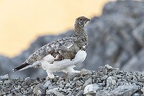 Rock Ptarmigan (Lagopus muta), walking on stones, Trentino-Alto Adige, Italy