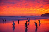Gentoo penguins (Pygoscelis papua) on the way to the sea at dawn, Volunteer Point, Falkland Islands, South America