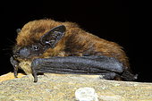 Savi's pipistrelle (Hypsugo savii) posed, France