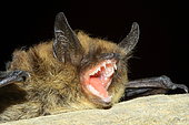 Whiskered Bat (Myotis mystacinus) portrait, France