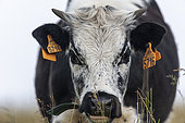 Vosgian cow in a meadow in summer, Le Hohneck, Vosges, France