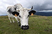 Vosgian cow in a meadow in summer, Le Hohneck, Vosges, France