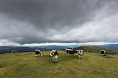 Vosgian cow in a meadow in summer, Le Hohneck, Vosges, France
