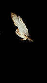 Barn owl (Tyto alba), Flight decomposition on a black background