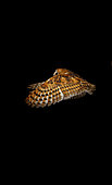 Barn owl (Tyto alba), Flight decomposition on a black background