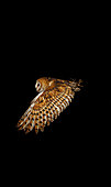 Barn owl (Tyto alba), Flight decomposition on a black background
